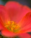 Flora